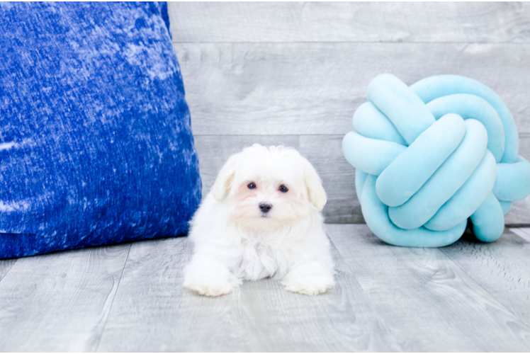 Meet  Flurry - our Maltese Puppy Photo 1/5 - Florida Fur Babies
