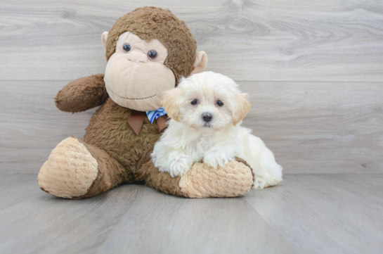 13 week old Maltipoo Puppy For Sale - Florida Fur Babies