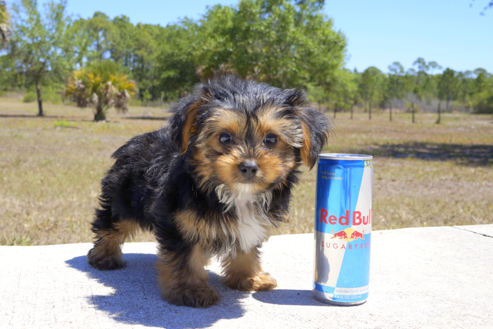 Meet Melvin - our Yorkshire Terrier Puppy Photo 3/5 - Florida Fur Babies