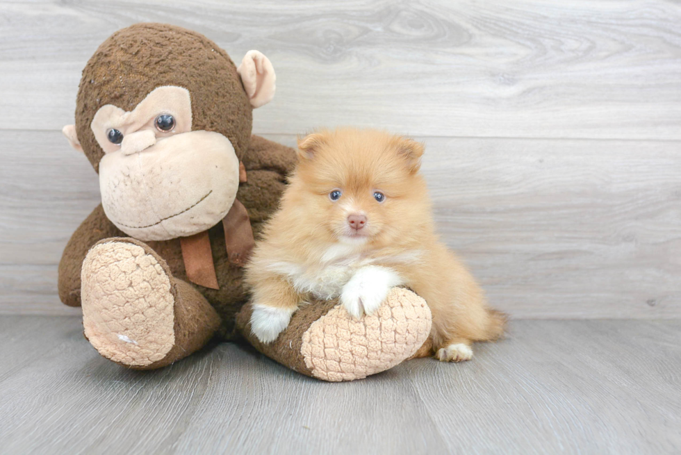 Meet Holiday - our Pomeranian Puppy Photo 2/3 - Florida Fur Babies