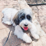 Cute Havanese Purebred Pup