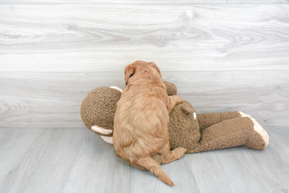 Meet Mojave - our Mini Goldendoodle Puppy Photo 3/3 - Florida Fur Babies