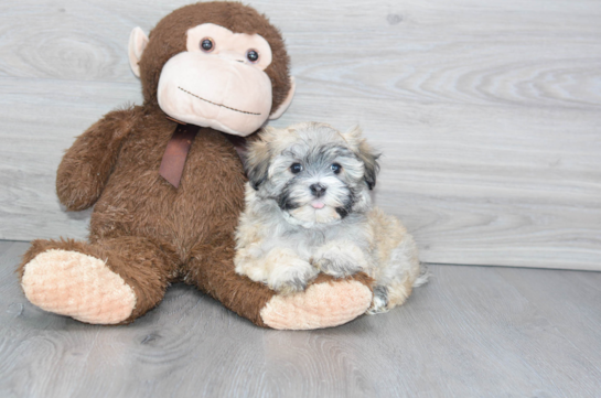 16 week old Havanese Puppy For Sale - Florida Fur Babies