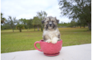 Meet  Blaze - our Havanese Puppy Photo 2/2 - Florida Fur Babies