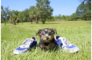 Meet Wyatt - our Yorkshire Terrier Puppy Photo 3/3 - Florida Fur Babies