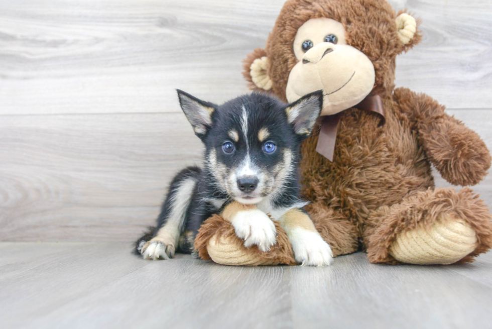 Meet Leonidas - our Pomsky Puppy Photo 2/3 - Florida Fur Babies