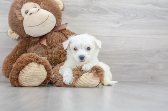 19 week old Bichon Frise Puppy For Sale - Florida Fur Babies
