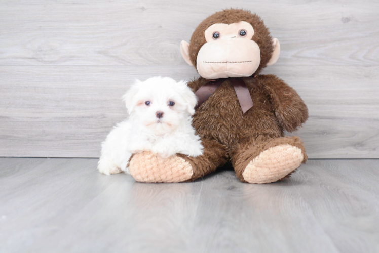 Meet Max - our Maltese Puppy Photo 1/3 - Florida Fur Babies