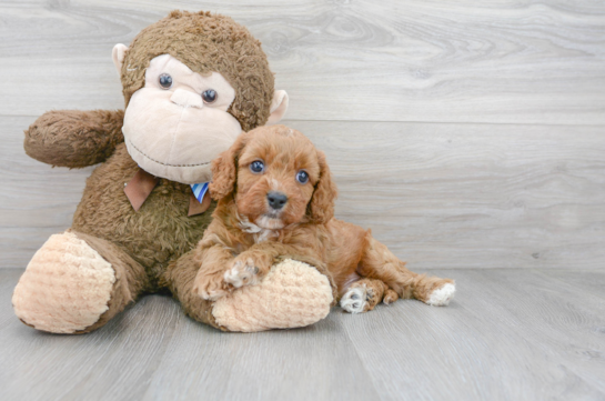 19 week old Cavapoo Puppy For Sale - Florida Fur Babies