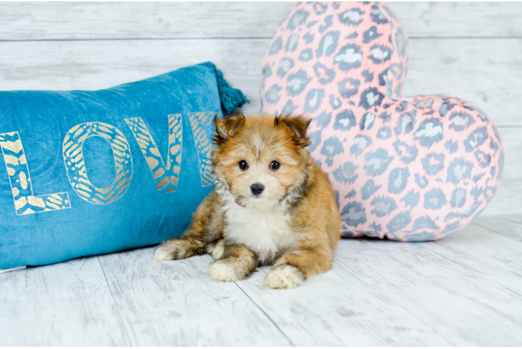Meet  Skip - our Maltipom Puppy Photo 1/4 - Florida Fur Babies