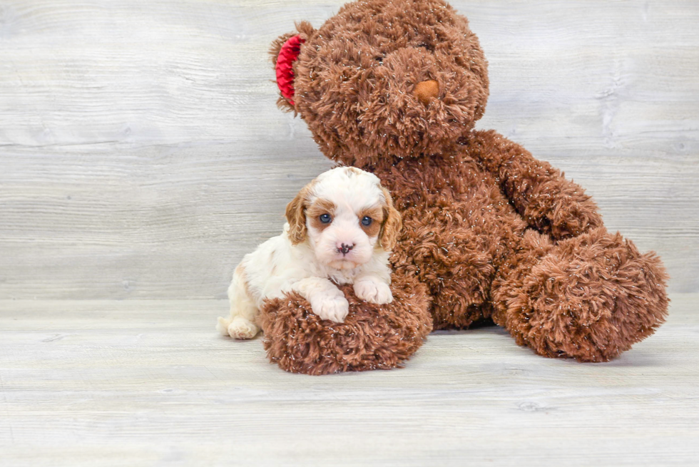 Meet Tater - our Cavapoo Puppy Photo 3/4 - Florida Fur Babies