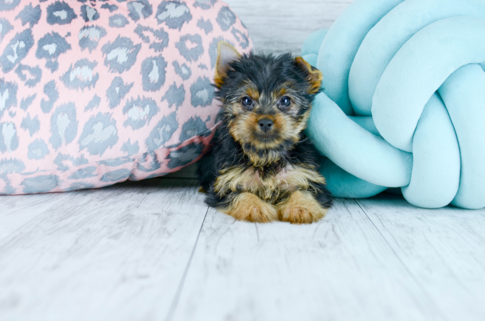 Meet  Zia - our Yorkshire Terrier Puppy Photo 6/6 - Florida Fur Babies