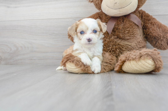 14 week old Aussiechon Puppy For Sale - Florida Fur Babies