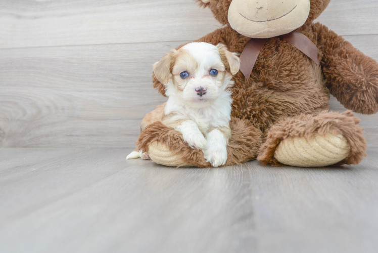 Meet Paris - our Aussiechon Puppy Photo 1/3 - Florida Fur Babies