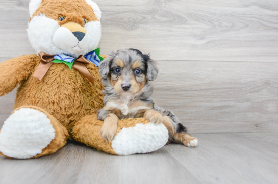 18 week old Mini Aussiedoodle Puppy For Sale - Florida Fur Babies