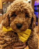 Cute Poodle Purebred Pup Cute Poodle Purebred Pup