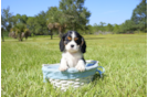 Meet William - our Cavalier King Charles Spaniel Puppy Photo 2/4 - Florida Fur Babies