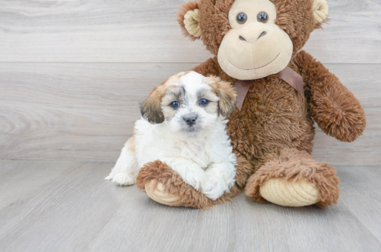 22 week old Teddy Bear Puppy For Sale - Florida Fur Babies