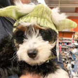 Cute Bernese Poodle Mix Pup