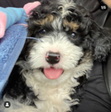 Cute Bernese Poodle Mix Pup Cute Bernese Poodle Mix Pup