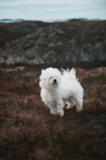 Bichon Frise Being Cute