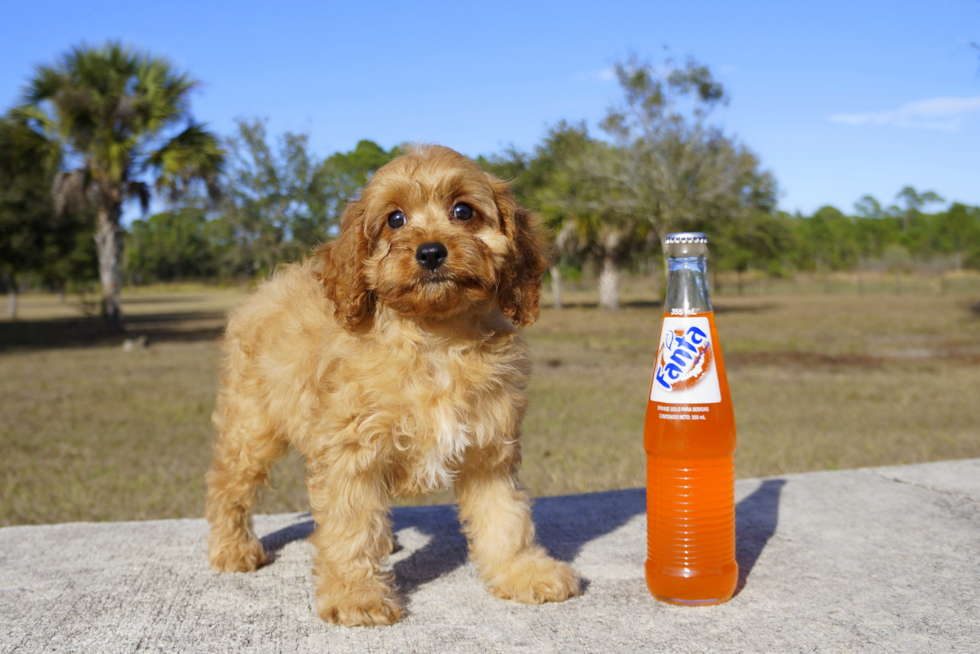 Meet Red Royalty - our Cavapoo Puppy Photo 1/2 - Florida Fur Babies