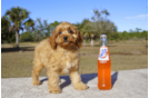 Meet Red Royalty - our Cavapoo Puppy Photo 1/2 - Florida Fur Babies