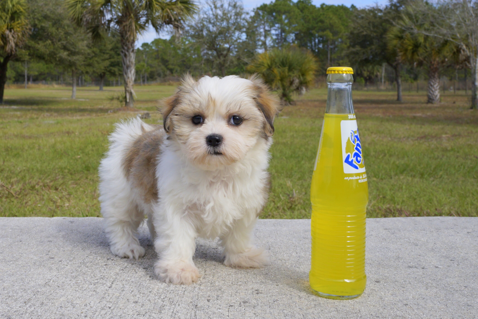 Meet Ally - our Teddy Bear Puppy Photo 3/4 - Florida Fur Babies
