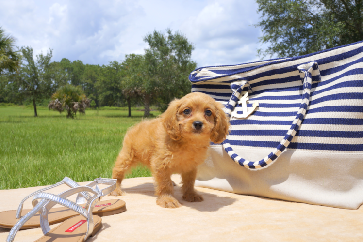 Meet Regal - our Cavapoo Puppy Photo 1/2 - Florida Fur Babies