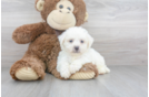 Meet Alero - our Bichon Frise Puppy Photo 1/3 - Florida Fur Babies
