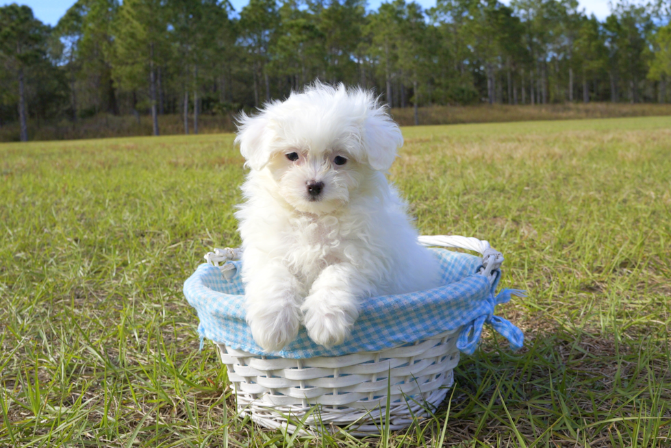 Meet Kirby - our Maltipom Puppy Photo 5/5 - Florida Fur Babies