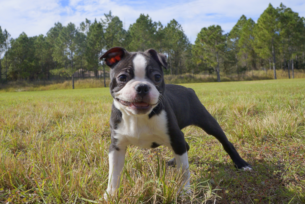 Meet Softy - our Boston Terrier Puppy Photo 3/4 - Florida Fur Babies
