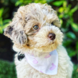 Cute Bichpoo Poodle Mix Pup