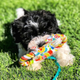 Cute Havanese Purebred Pup