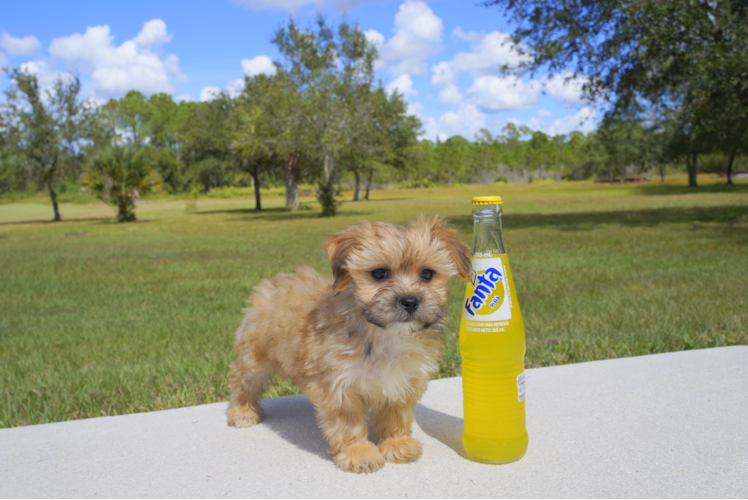 Meet River - our Morkie Puppy Photo 1/5 - Florida Fur Babies