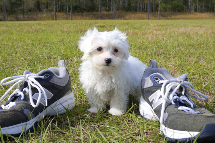 Meet Nolan - our Maltese Puppy Photo 1/4 - Florida Fur Babies