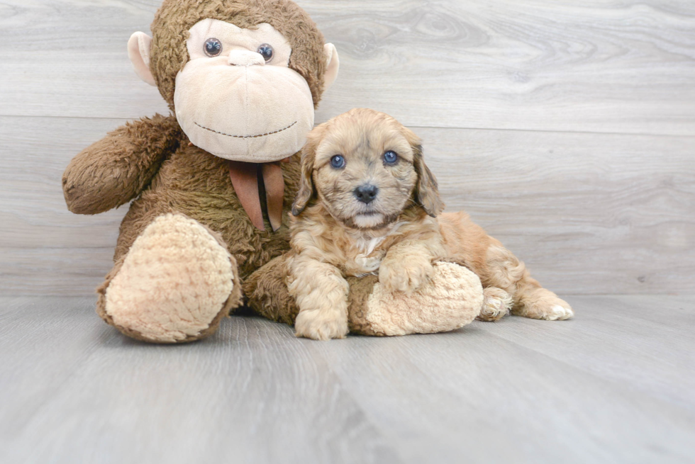 Meet Winston - our Cavapoo Puppy Photo 1/3 - Florida Fur Babies
