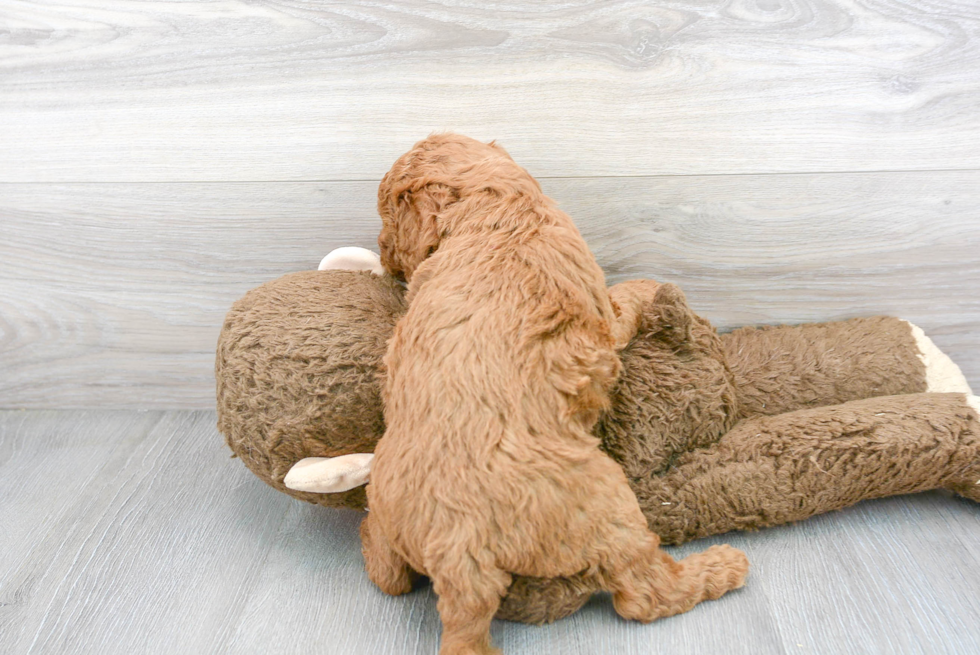Meet Archer - our Mini Goldendoodle Puppy Photo 3/3 - Florida Fur Babies
