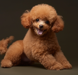 Caniche Puppies For Sale - Florida Fur Babies