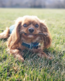 Cute Cavalier King Charles Spaniel Purebred Pup