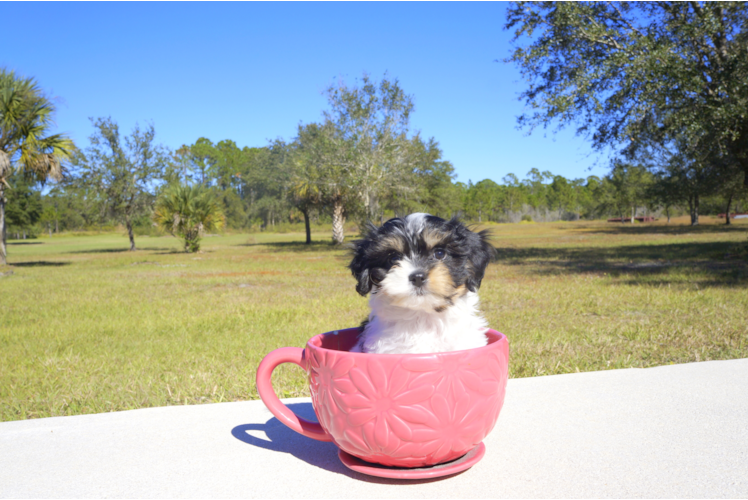 Meet  Lady - our Cavachon Puppy Photo 3/3 - Florida Fur Babies