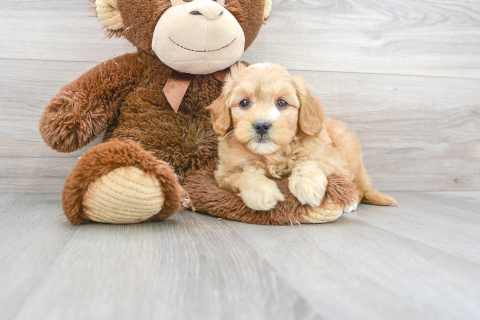 Meet Gigi - our Mini Goldendoodle Puppy Photo 1/3 - Florida Fur Babies