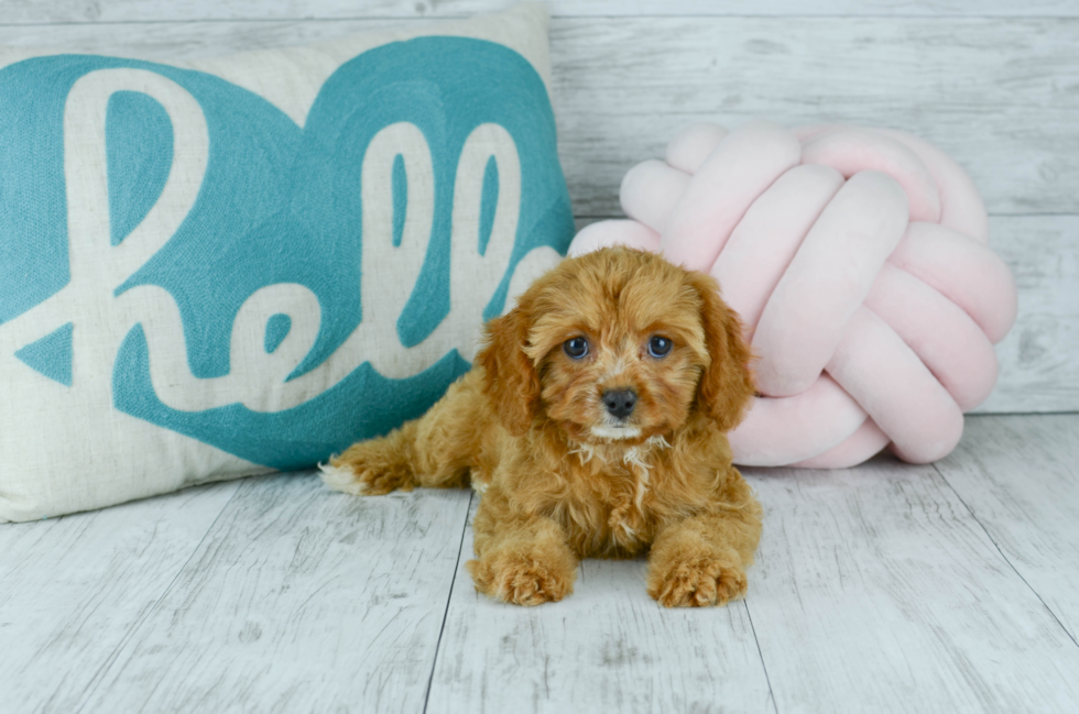 Meet  Willow - our Cavapoo Puppy Photo 6/6 - Florida Fur Babies
