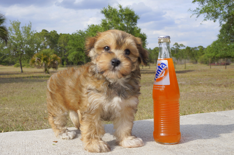Meet Geo - our Morkie Puppy Photo 1/3 - Florida Fur Babies