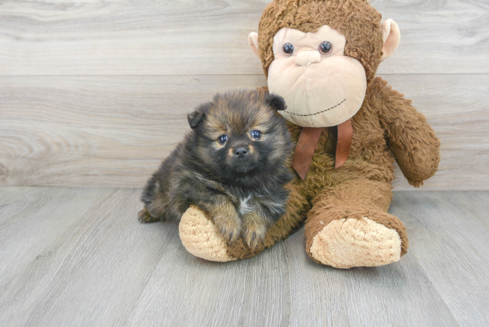 Meet Trinity - our Pomeranian Puppy Photo 2/3 - Florida Fur Babies