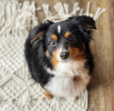Cute Miniature Austrailian Shepherd Purebred Pup Cute Miniature Austrailian Shepherd Purebred Pup