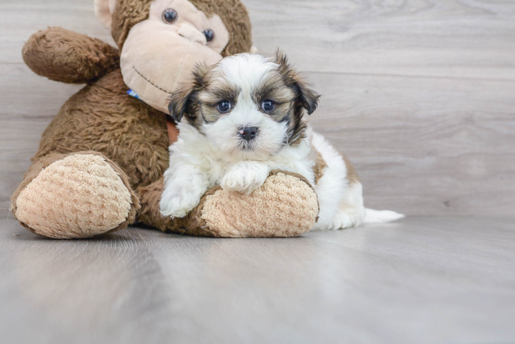 Meet Gatsby - our Teddy Bear Puppy Photo 1/3 - Florida Fur Babies