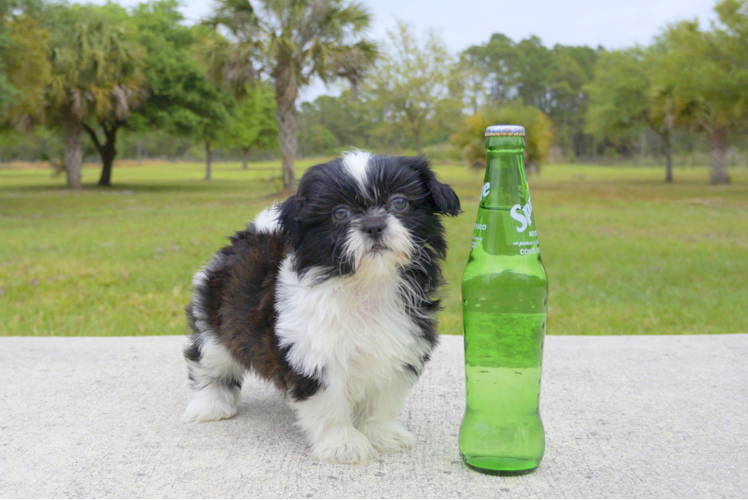 Meet Cupcake - our Teddy Bear Puppy Photo 1/2 - Florida Fur Babies