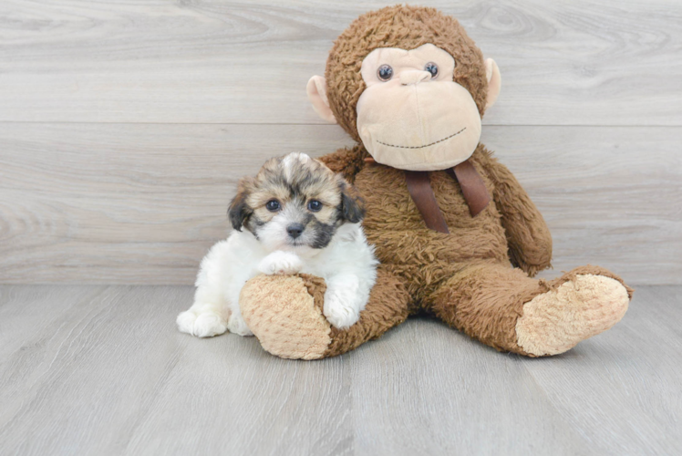 Meet Florence - our Teddy Bear Puppy Photo 1/3 - Florida Fur Babies