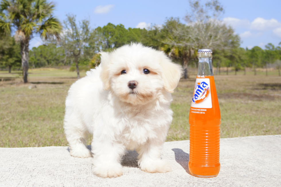 Meet Franklin - our Havanese Puppy Photo 4/4 - Florida Fur Babies